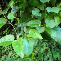 Vincetoxicum bracteatum (Thunb.) Meve & Liede